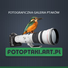szpaTesty Triopo GT-3228X8C / Triopo DG-3 / Triopo B-2 w Fotoptaki.art.pl